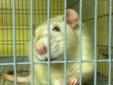 -----> Handsome Rats ----> Pets only!!