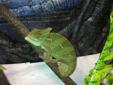 1 year old veiled chameleon, very healthy