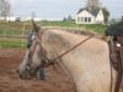 10 year old Apolossa/mix Mare