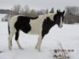 10 YEAR OLD BLACK AND WHITE TOBIANO MARE