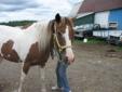 17 year old APHA mare perfect for beginners !