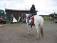 17 year old APHA mare perfect for beginners !