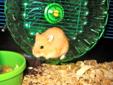 2 adorable dwarf hamsters, deluxe cage, toys, food, and shavings
