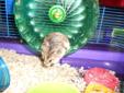 2 adorable dwarf hamsters, deluxe cage, toys, food, and shavings