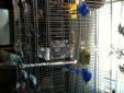 2 Beautiful Finches and Cage