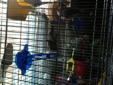 2 Beautiful Finches and Cage