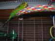 2 BUDGIES WITH CAGE AND ACCESSOTIES
