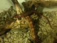 2 Corn Snakes and Tank