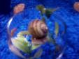 2 FREE APPLE SNAILS. NEED GONE YESTERDAY! FISH