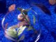 2 FREE APPLE SNAILS. NEED GONE YESTERDAY! FISH
