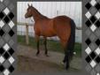 2004 15.3hh Mare ~ ALLROUND-WESTERN-ENGLISH-JUMPING