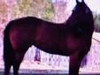 2004 15.3hh Mare ~ ALLROUND-WESTERN-ENGLISH-JUMPING