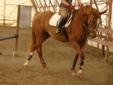 2006 Portland L mare for lease or sale