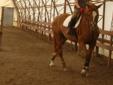 2006 Portland L warmblood mare for SALE or LEASE