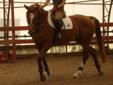 2006 Portland L warmblood mare for SALE or LEASE