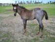 2011 AQHA Blue Roan Filly - name pending