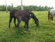 2011 AQHA Blue Roan Filly - name pending