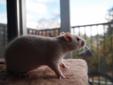 3 handsome male rats for adoption! With new cage