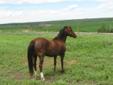 3 Year Old Welsh/Morgan Mare Pony Prospect
