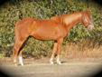 3 yr old grade QH gelding for sale (well started) - video