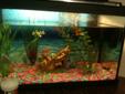 30 Gallon fish tank, accesories and 9 fish