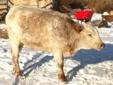 3yr old bred longhorn cow for sale