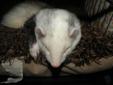 4 ferrets in a double level cage ferret nation cage, plus more..