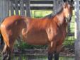 4 yr old green broke quarter horse/Percheron