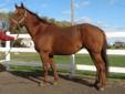 4 yr old registered QH mare
