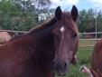 5 year old Grade QH Mare