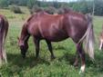 5 year old Grade QH Mare