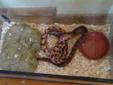 5ft dark red corn snake with tank