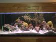 66g Aquarium with everything you need, cichlids, lights & more!