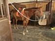 7 year old Quarter Horse for sale