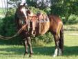 7 year old registered APHA solid bred paint gelding