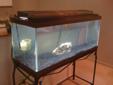 80 Gallon Fish Tank