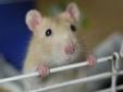 Adult Female Small & Furry - Rat: 