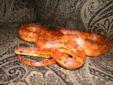 Adult Male Corn Snake for Sale!