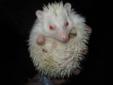 Albino Male Hedgehog about 9 or 10 months old.