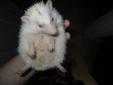 Albino Male Hedgehog about 9 or 10 months old.