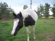 APHA paint mare
