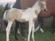 APHA registered Fillies and Colts - For Sale -Delivery Available