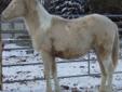 APHA registered Fillies and Colts - For Sale