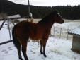appy/ quarterhorse stud colt