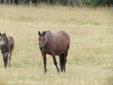 AQHA Broodmare Only - Gold N Pepsi