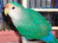 assorted birds for sale as we are moving