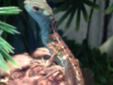 Baby basilisk lizards