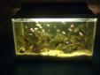 baby cichlids for sale