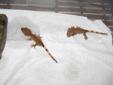 Baby crested Geckos for sale (mild tiger and chevron back)