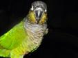 Baby green cheek conure for sale. Retail 400. Asking 250